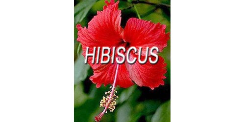 ORGANIC HERB TEA HIBISCUS (Hibiscus sabdariffa), FLOWERS